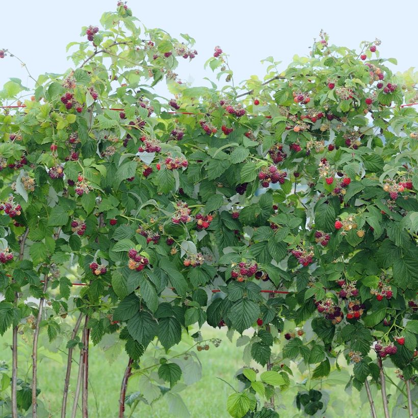 Raspberry Tulameen - Rubus idaeus (Plant habit)