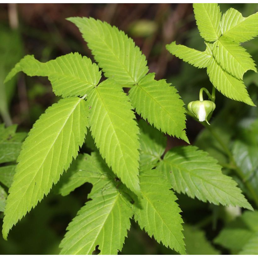 Rubus illecebrosus (Foliage)