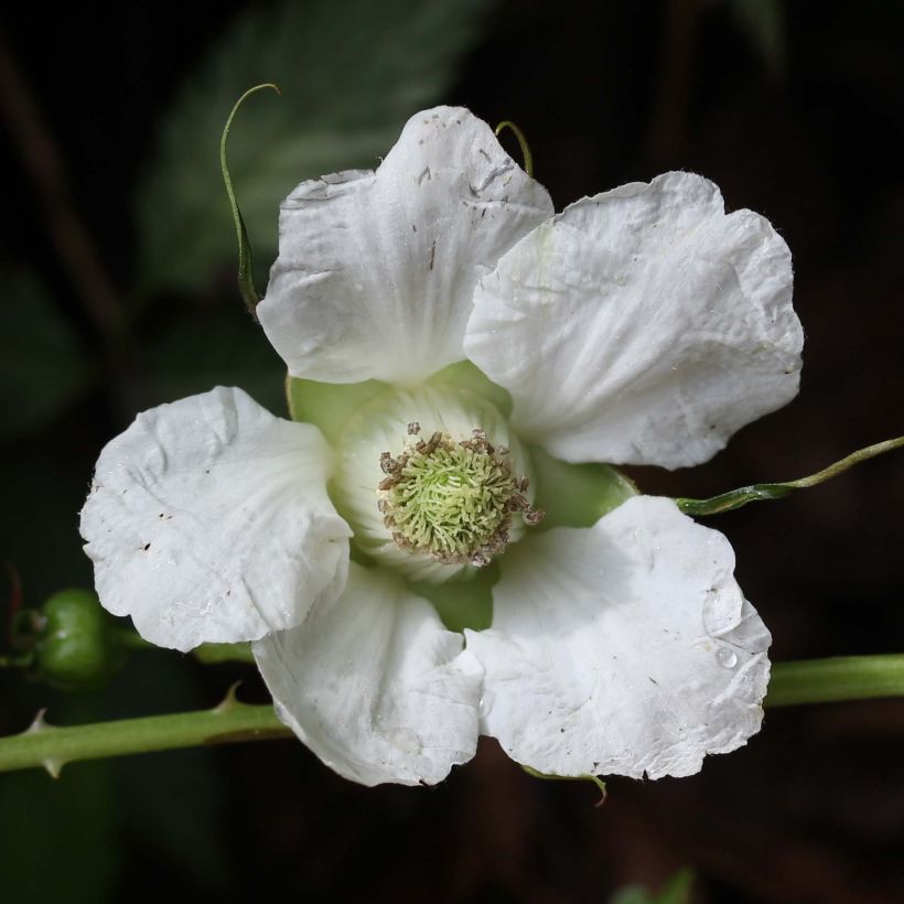 Rubus illecebrosus (Flowering)