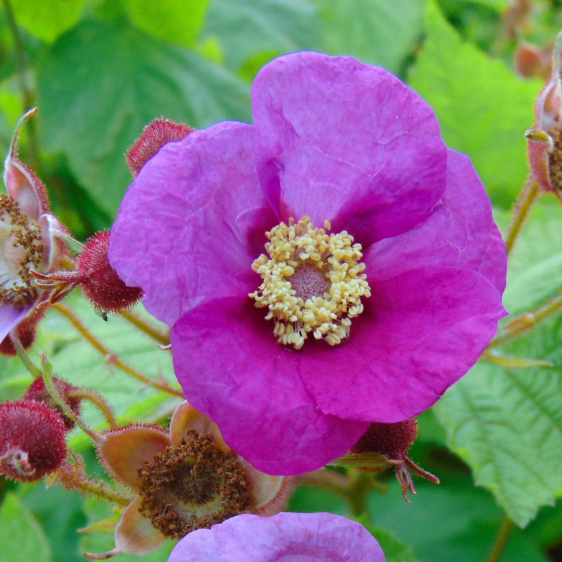 Rubus odoratus (Flowering)