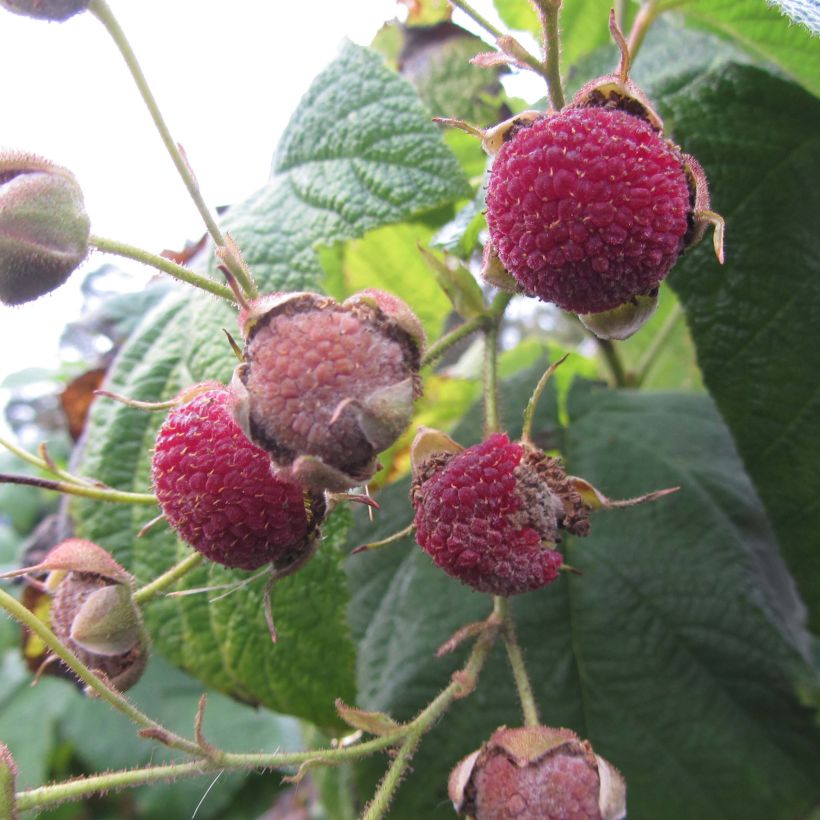 Rubus odoratus (Harvest)