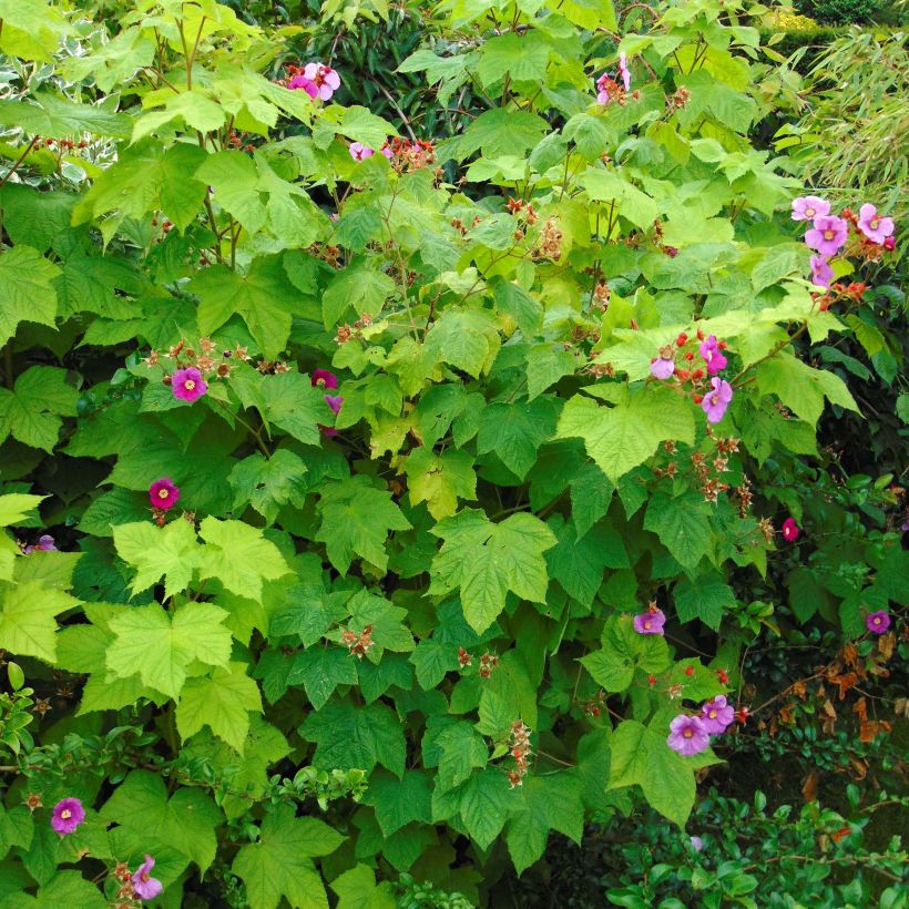 Rubus odoratus (Plant habit)