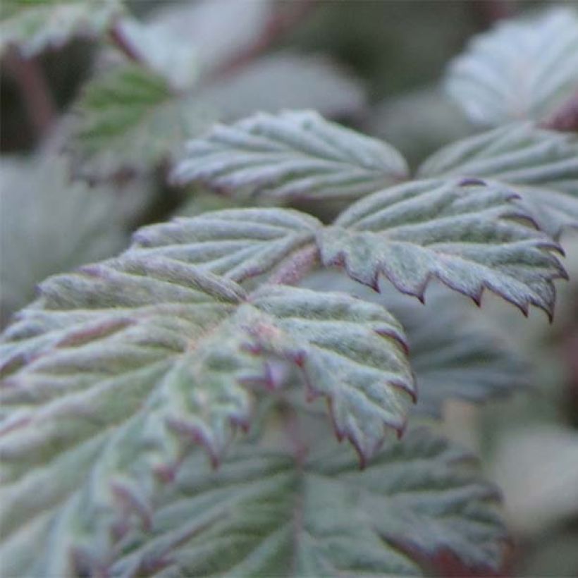 Rubus thibetanus Silver Fern (Foliage)