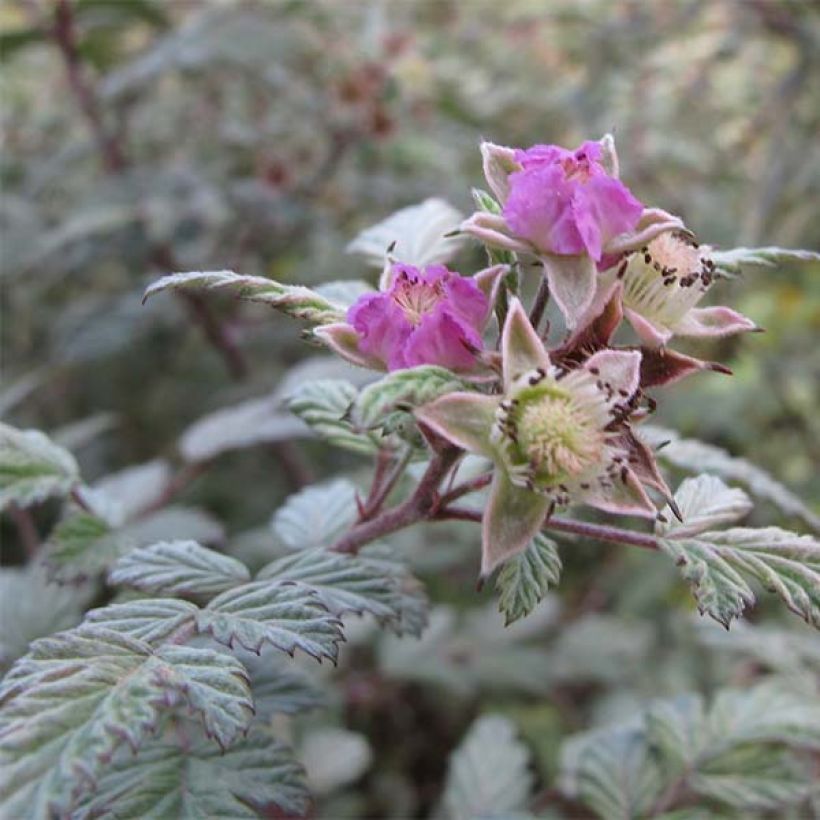 Rubus thibetanus Silver Fern (Flowering)