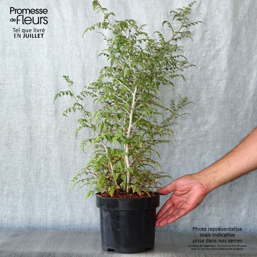 Rubus thibetanus Silver Fern 3L/4L pot sample as delivered in summer