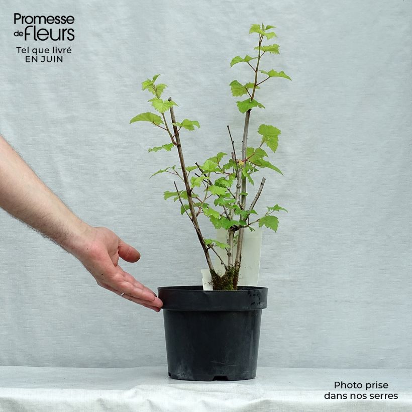Rubus tridel Benenden 3L/4L pot sample as delivered in summer