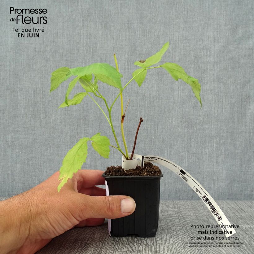 Glen Coe Raspberry 8/9 cm pot sample as delivered in summer