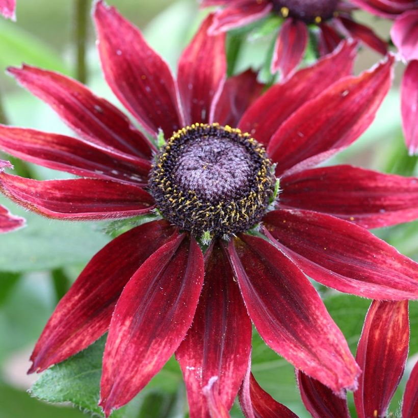 Rudbeckia hirta Cherry Brandy (Flowering)