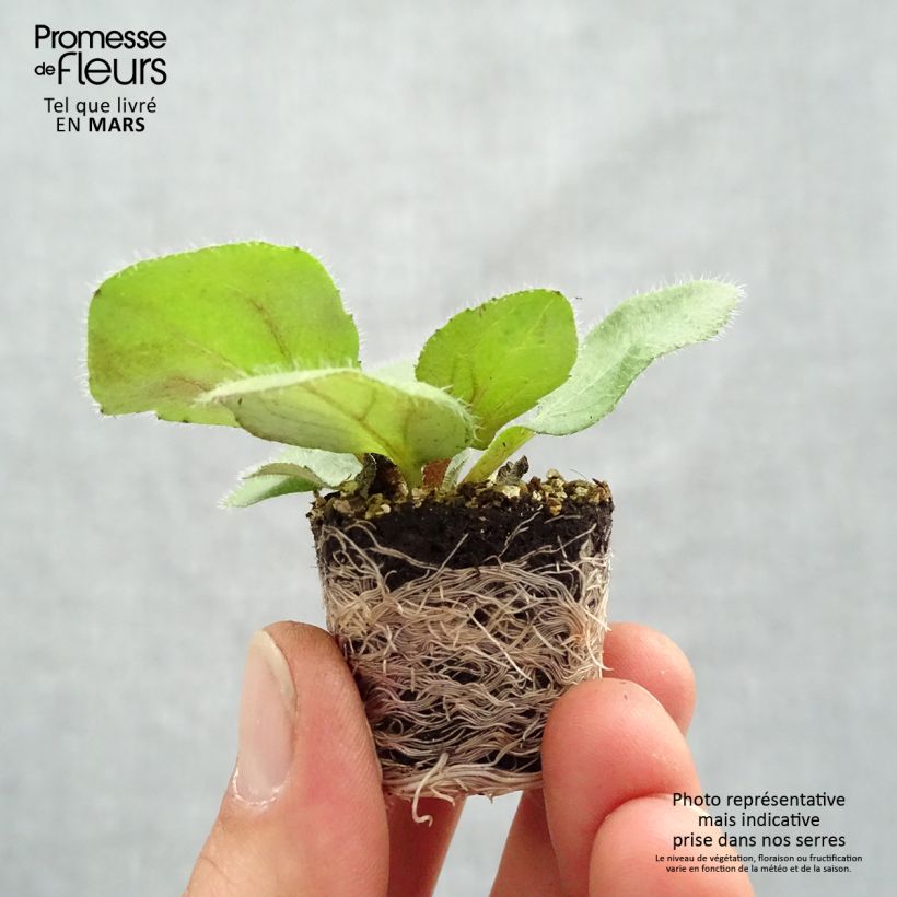 Rudbeckia hirta Autumn Colours Plug plant 3/4cm sample as delivered in spring