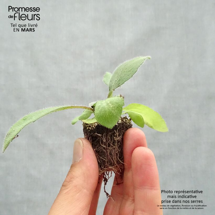 Rudbeckia hirta Cherry Brandy Plug plants 3.8 x 3.2cm - Tray of 16 sample as delivered in spring