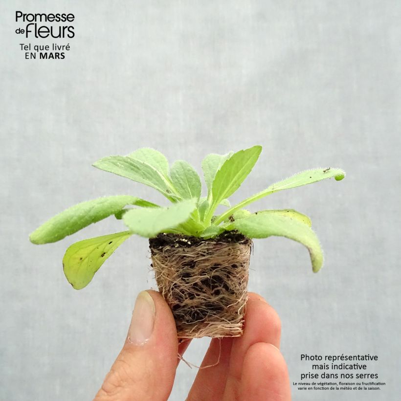 Rudbeckia hirta Goldilocks Plug plant 3/4cm sample as delivered in spring