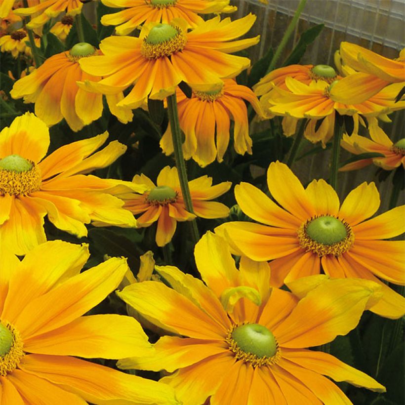 Rudbeckia hirta Prairie Sun (Flowering)