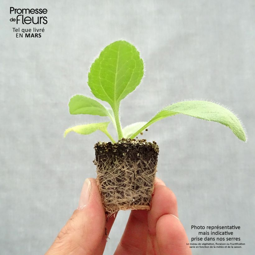 Rudbeckia hirta Prairie Sun Plug plants 3.8 x 3.2cm - Tray of 16 sample as delivered in spring