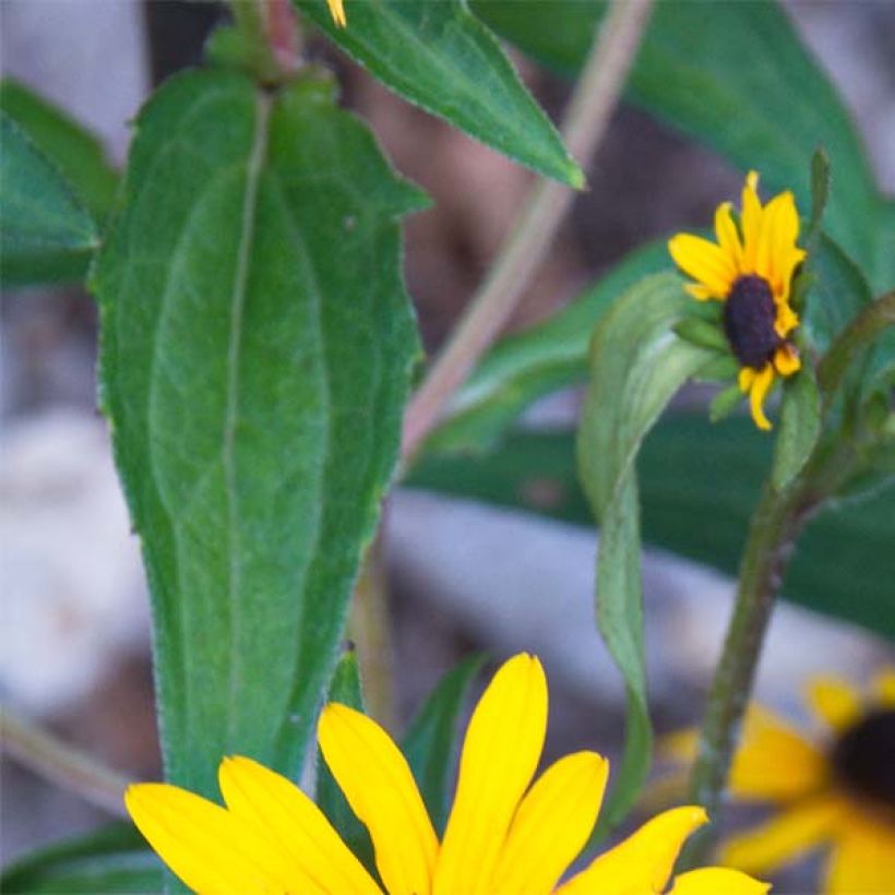 Rudbeckia fulgida Early Bird Gold (Foliage)