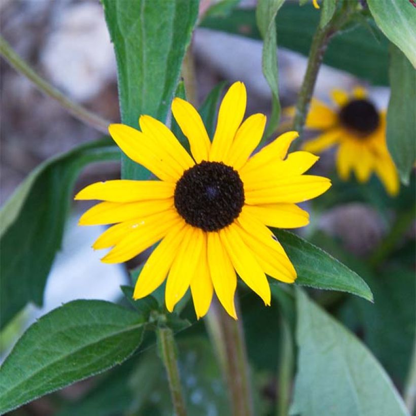 Rudbeckia fulgida Early Bird Gold (Flowering)