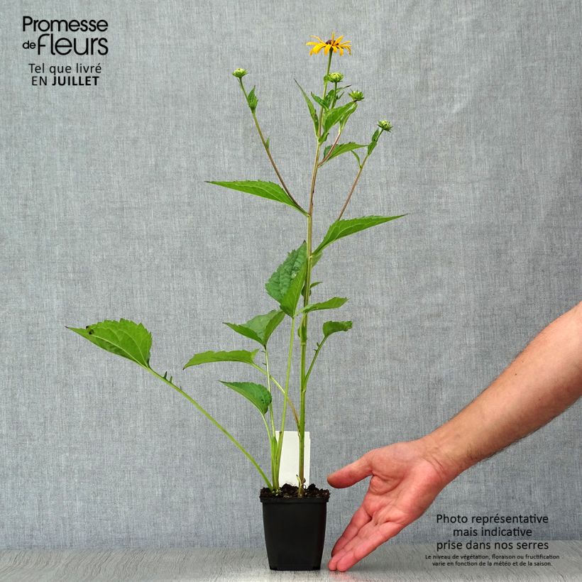 Rudbeckia fulgida Early Bird Gold Godet de 8/9 cm sample as delivered in summer