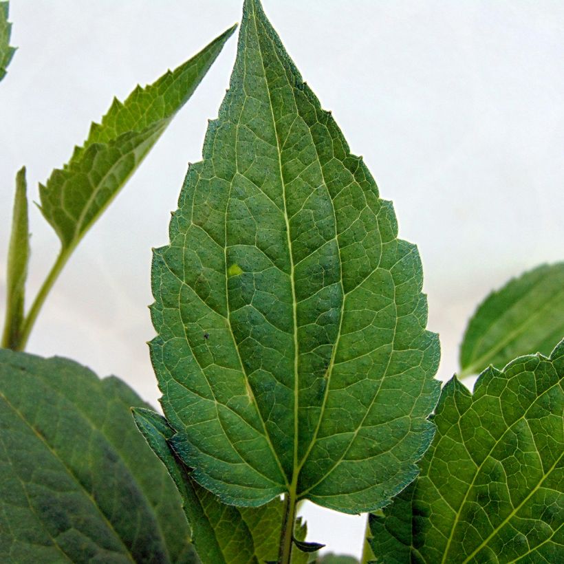 Rudbeckia fulgida Goldsturm (Foliage)