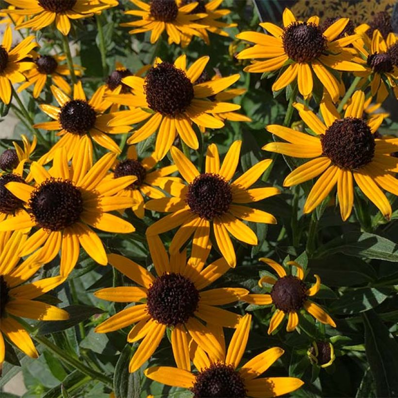 Rudbeckia fulgida var. sullivantii Little Goldstar (Flowering)