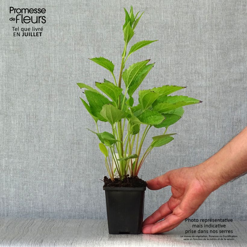 Rudbeckia fulgida var. sullivantii Little Goldstar 8/9 cm pot sample as delivered in summer