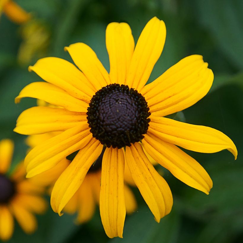 Rudbeckia fulgida var. sullivantii Pot of Gold (Flowering)