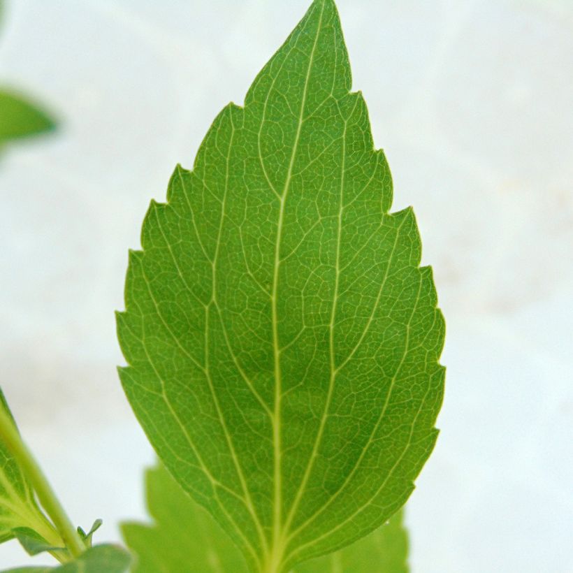 Rudbeckia laciniata 'Goldquelle' (Foliage)