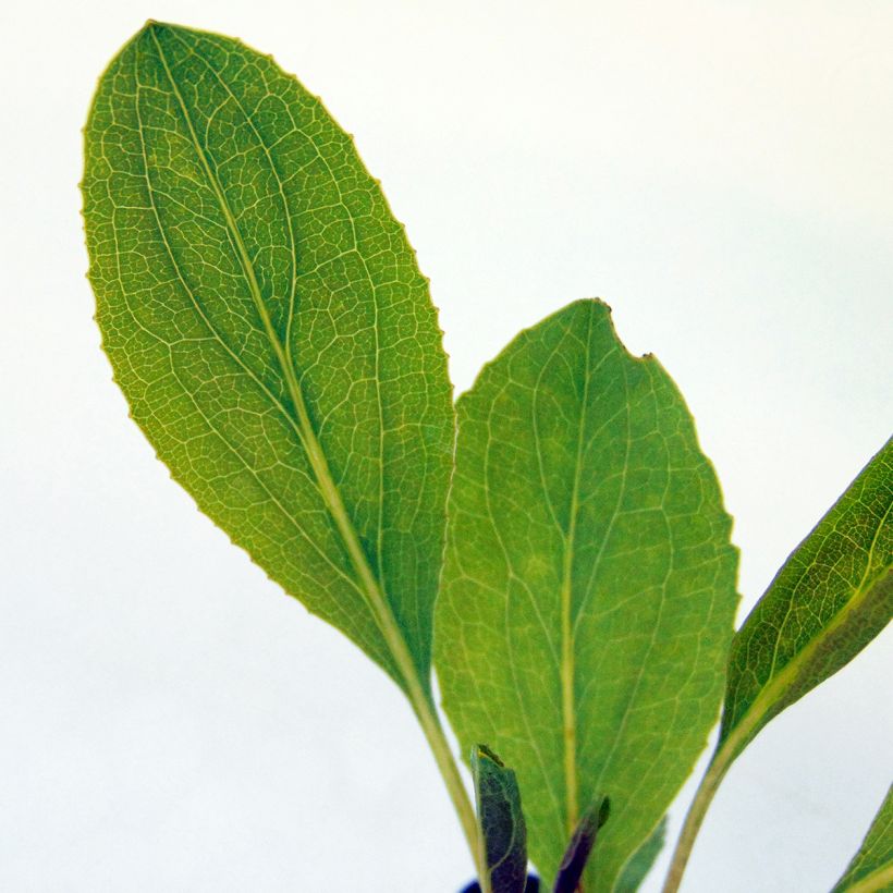 Rudbeckia maxima  (Foliage)