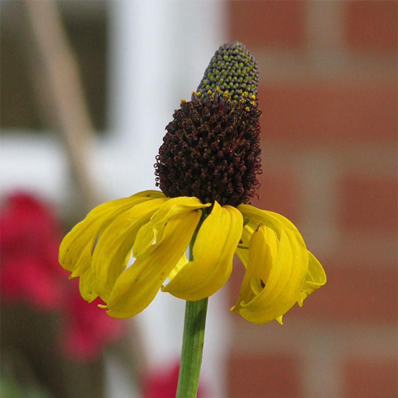 Rudbeckia maxima  (Flowering)