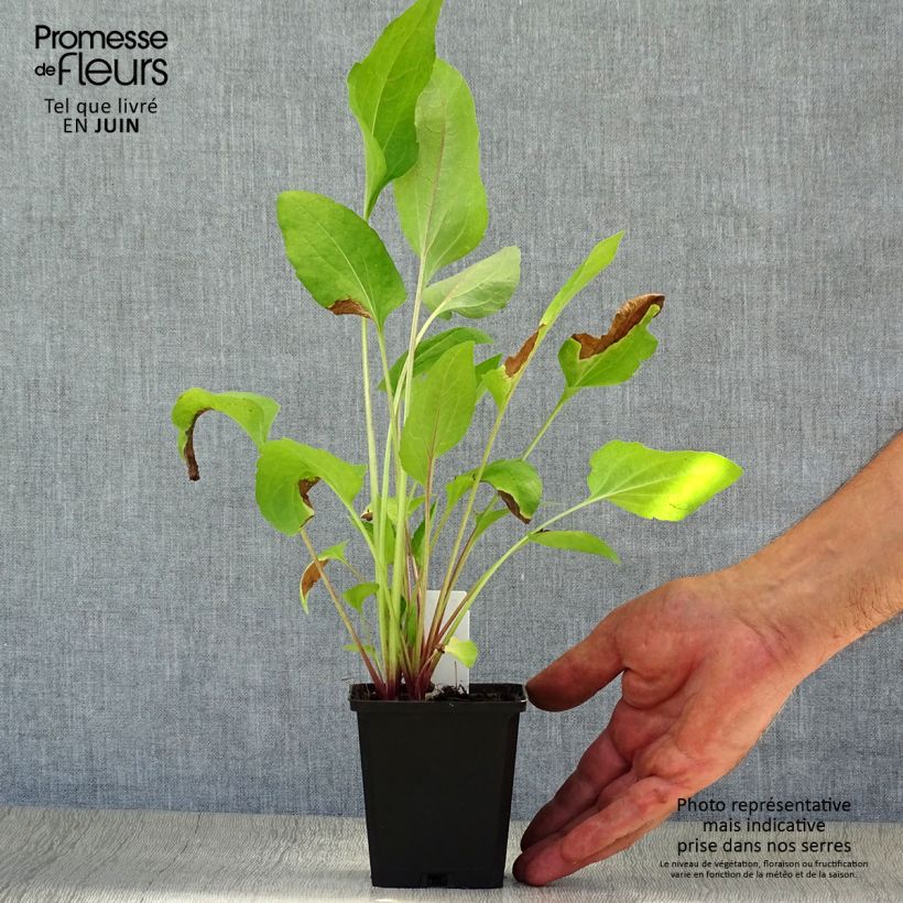 Rudbeckia occidentalis Green Wizard 8/9 cm pot sample as delivered in summer