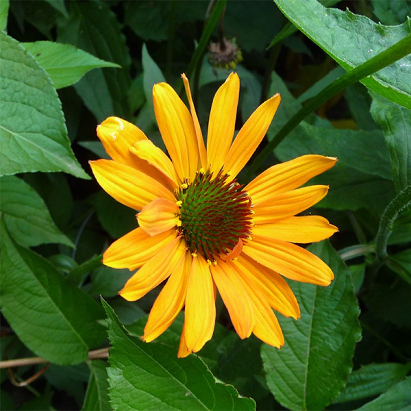 Echinacea Tiki Torch - Purple Coneflower (Flowering)