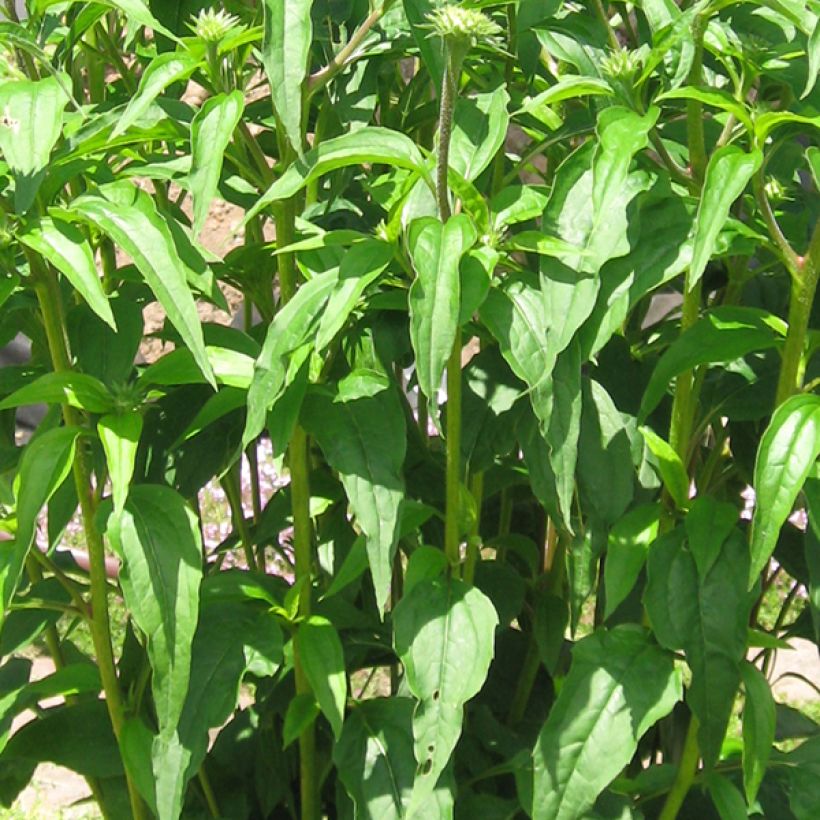 Echinacea Tomato Soup - Purple Coneflower (Foliage)