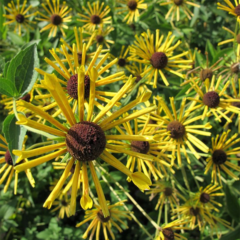 Rudbeckia subtomentosa Henry Eilers (Flowering)