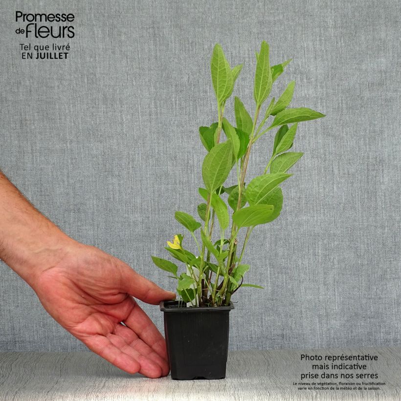 Rudbeckia subtomentosa Henry Eilers 8/9 cm pot sample as delivered in summer