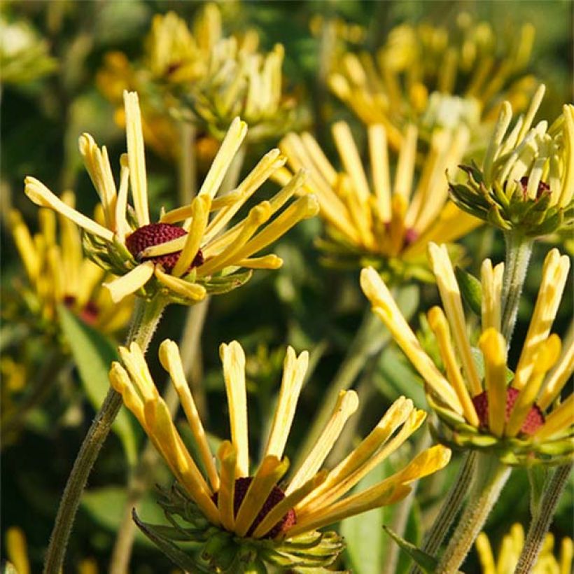 Rudbeckia subtomentosa Little Henry (Flowering)