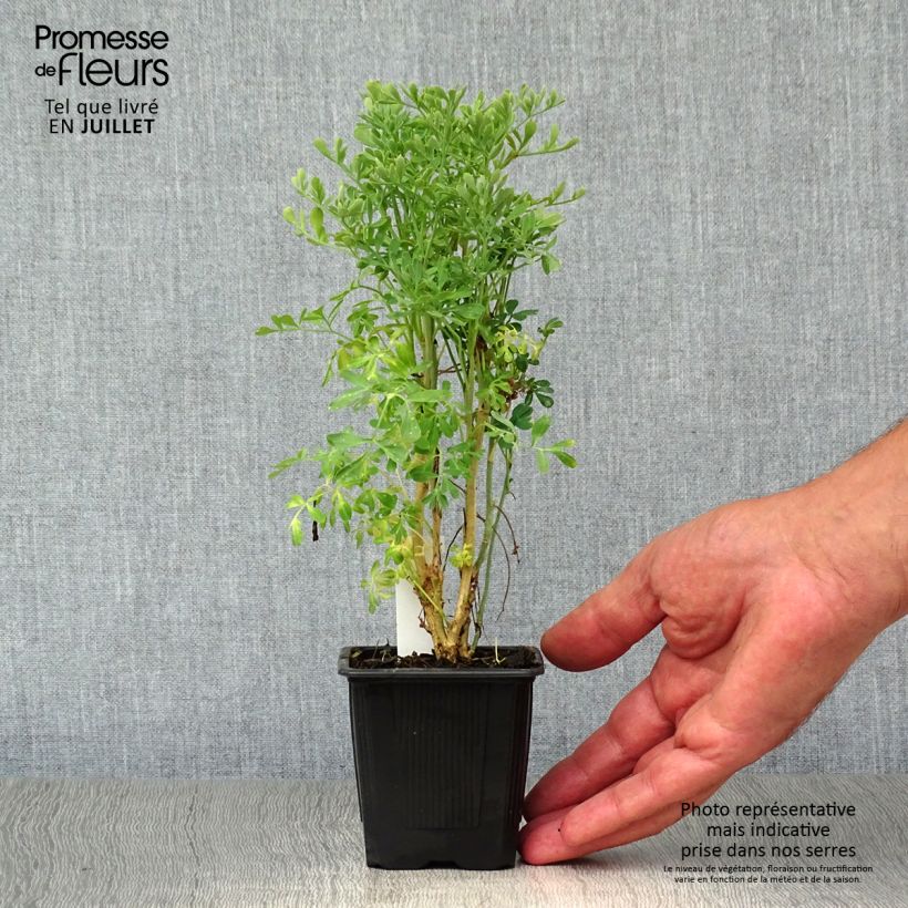 Ruta graveolens  7/8 cm pot sample as delivered in summer