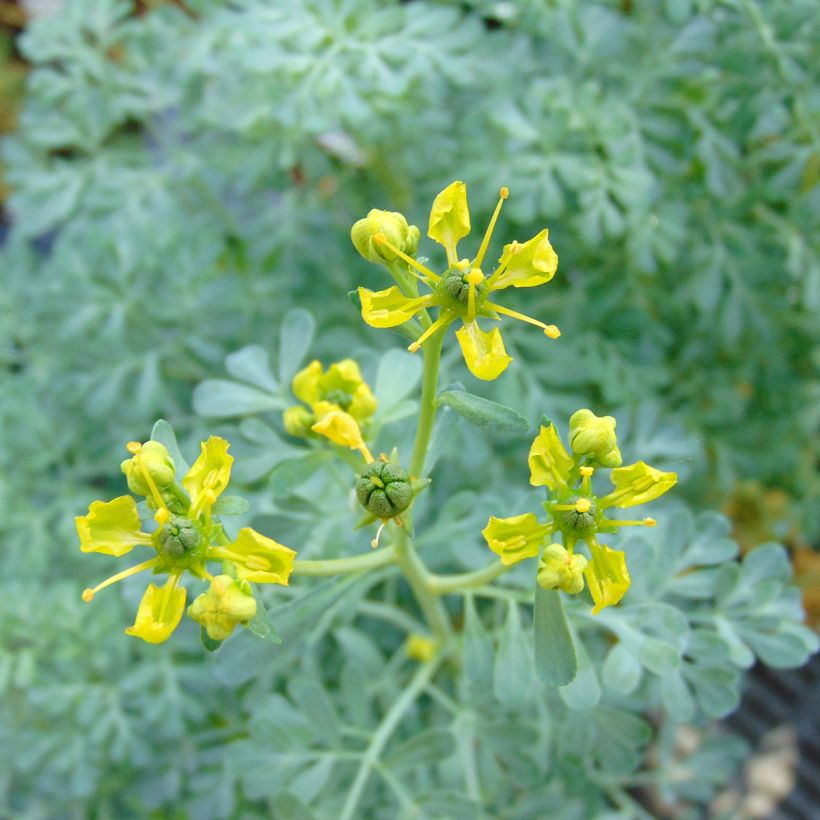 Ruta graveolens Jackmans Blue (Flowering)