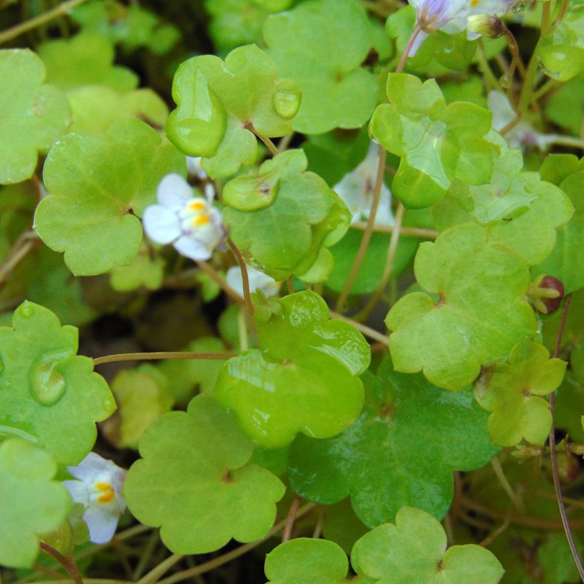 Cymbalaria muralis  (Foliage)