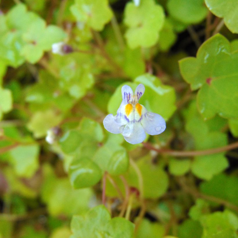 Cymbalaria muralis  (Flowering)