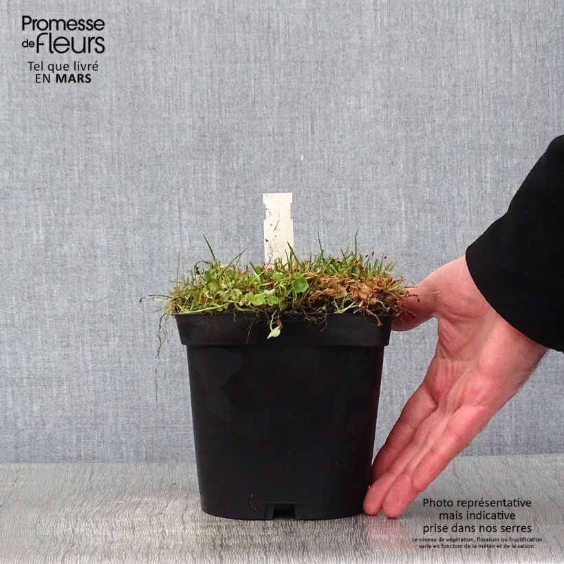 Cymbalaria muralis  2L/3L pot sample as delivered in winter