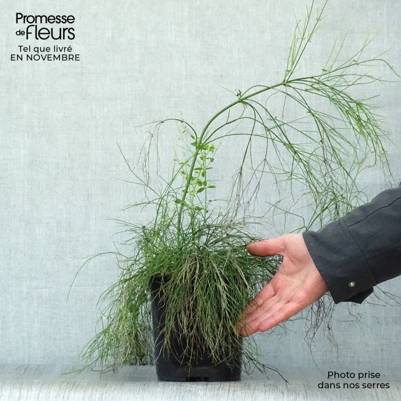 Russelia equisetiformis 3L/4L pot sample as delivered in autumn