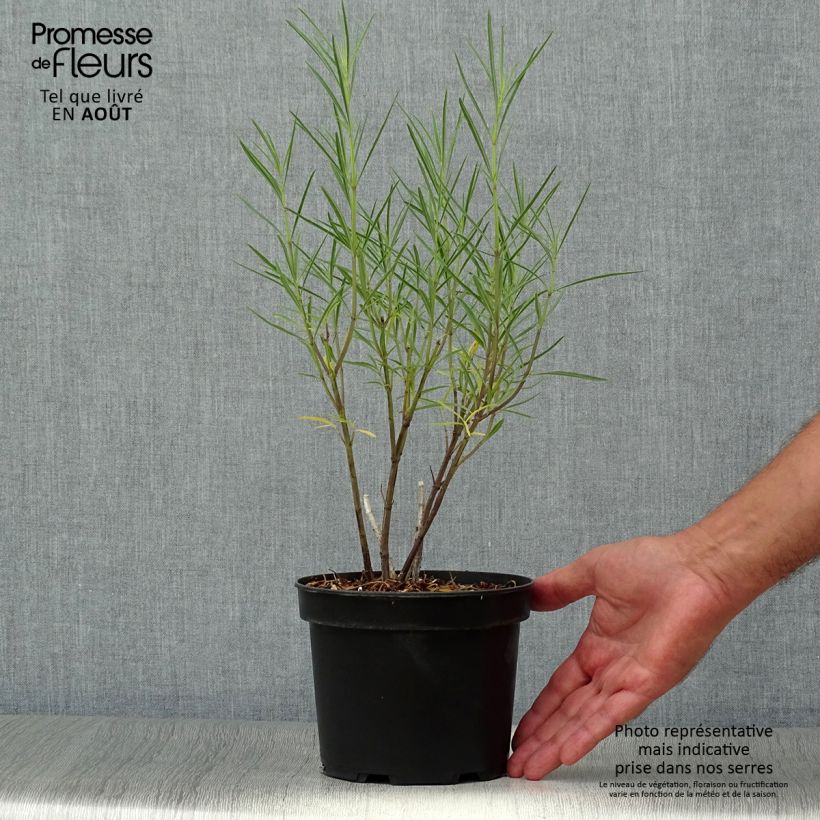 Salvia reptans 'West Texas Form' 2L/3L pot sample as delivered in summer
