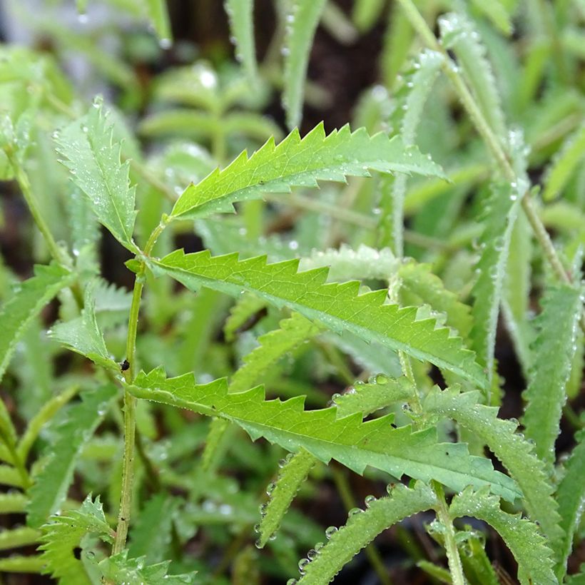 Sanguisorba tenuifolia Alba (Foliage)