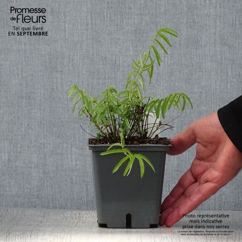 Sanguisorba tenuifolia Alba 1L/1.5L pot sample as delivered in autumn