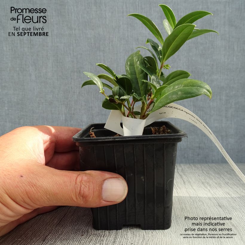 Sarcococca hookeriana humilis 8/9 cm pot sample as delivered in autumn