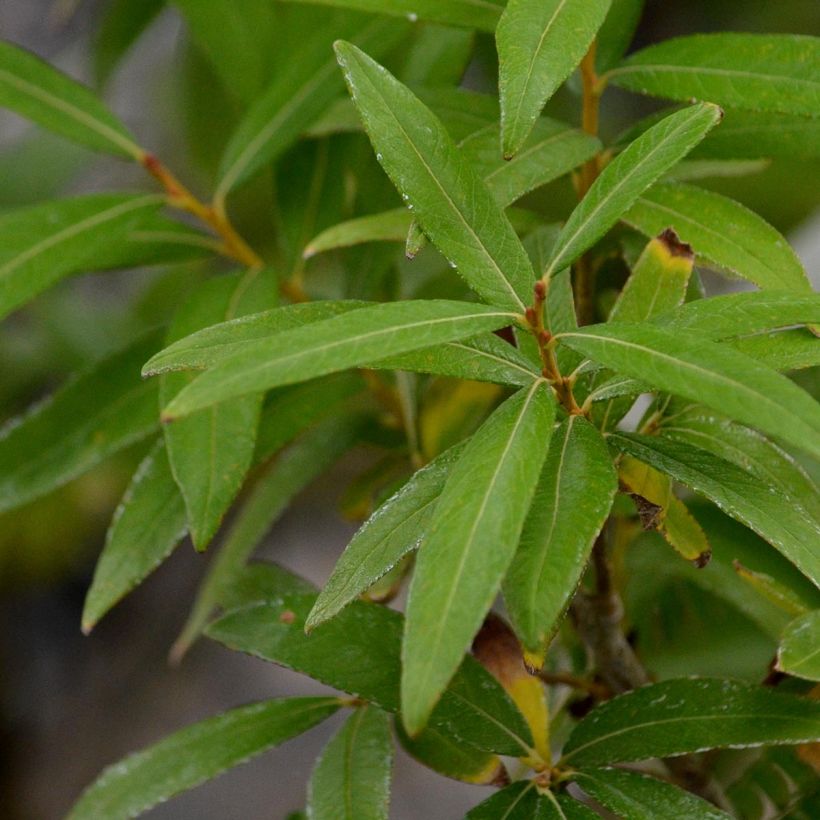 Salix sachalinensis Golden Sunshine - Sachalin Willow (Foliage)