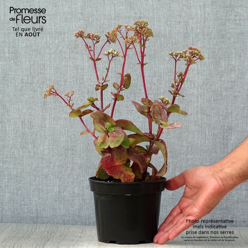 Sedum Matrona - Autumn Stonecrop 2L/3L pot sample as delivered in summer