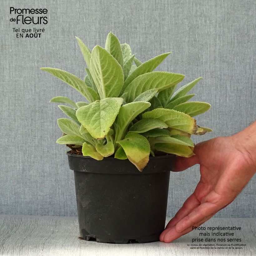 Stachys byzantina Big Ears 1.5L/2L pot sample as delivered in summer