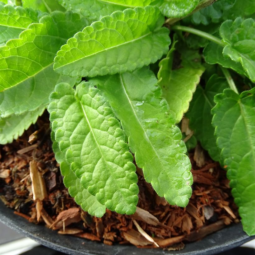 Stachys monieri Hummelo (Foliage)