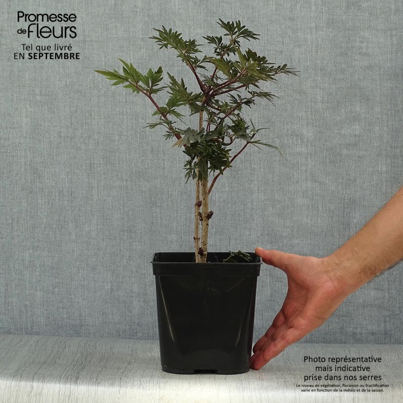 Sambucus nigra Straight Laced - Black Elder 3L/4L pot sample as delivered in autumn
