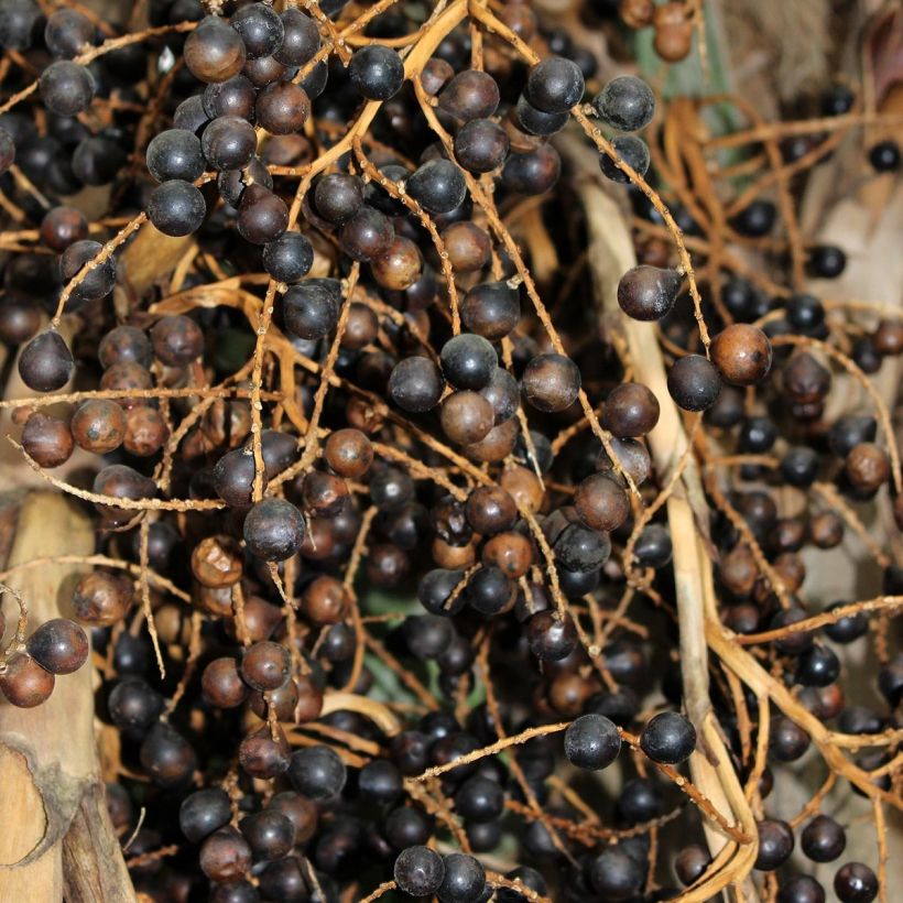 Sabal bermudana - Bermuda Palm (Harvest)