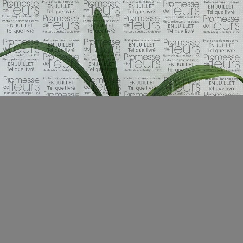 Sabal bermudana - Bermuda Palm 12cm pot sample as delivered in summer